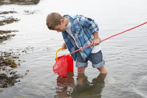 Boy collecting shells Stock Photos