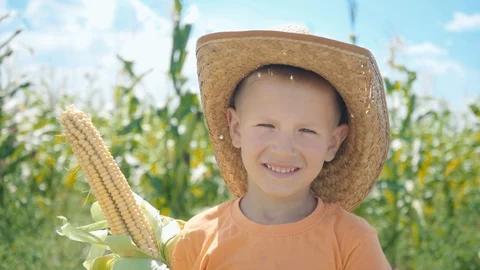 A boy in a corn field holds a corn cob in his hand Stock Footage 93384648