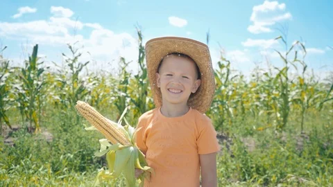 A boy in a corn field holds a corn cob in his hand Video stock 93384651