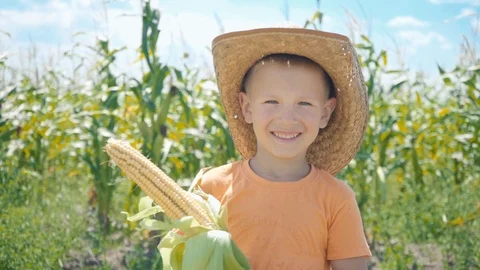 A boy in a corn field holds a corn cob in his hand Stock Footage 93384675