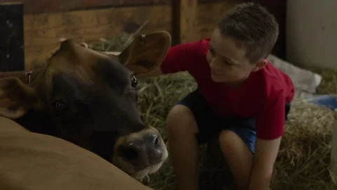Boy with Cow Stock-Footage 204813724