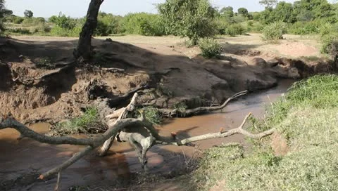 Boy Crossing Fallen Tree Over African Stream Stock Footage 10719612