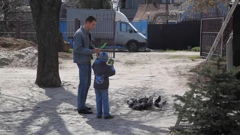 Boy with dad fed pigeons. summer. day. pigeons on the ground. Stock Footage 123714019