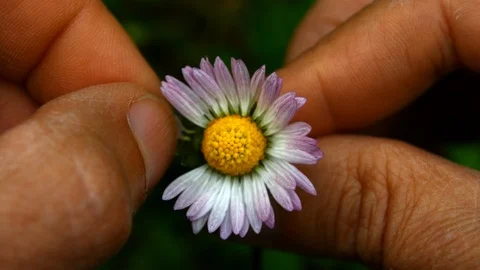 Boy with a daisy in his hand that play at she loves me she loves me not Stock Footage 108447133