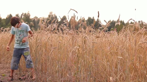 Boy dancing, sees the spikes of rye, smile, laugh Video stock 45434624