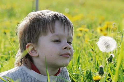 Boy in dandelion meadow. Stock Photos