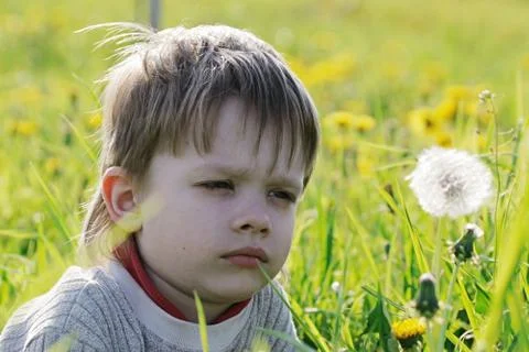 Boy in dandelion meadow. Stock Photos