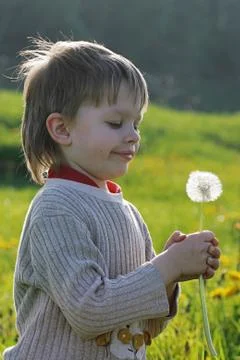 Boy in dandelion meadow. Stock Photos