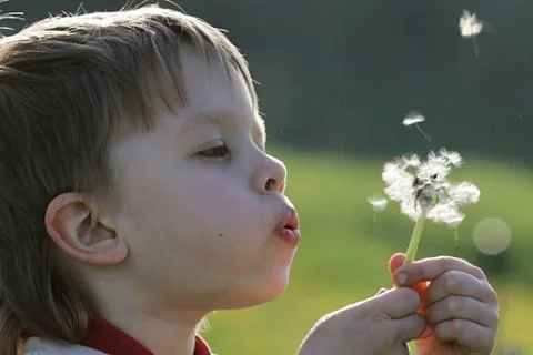 Boy in dandelion meadow. Stock Photos
