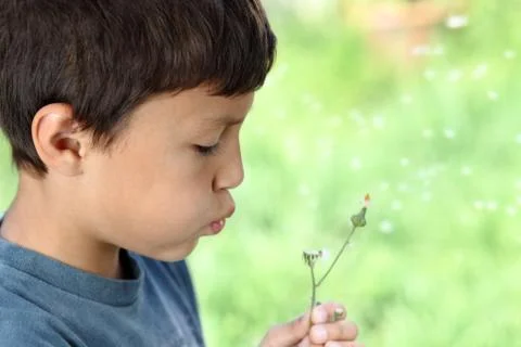 Boy with dandelion Stock Photos