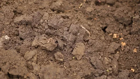 The boy is digging worms. Stock Footage 130140104