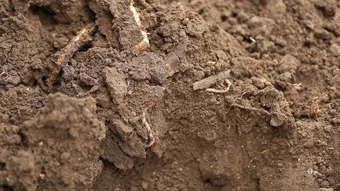 The boy is digging worms. Stock Footage 130140126