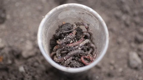 The boy is digging worms. Stock Footage 130140210
