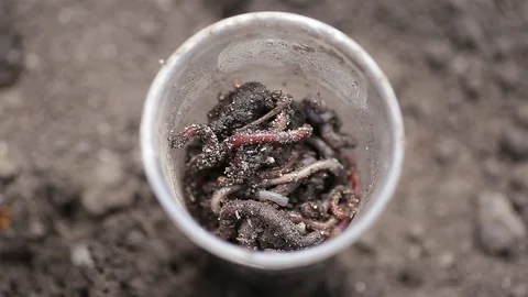 The boy is digging worms. Stock Footage 130140232
