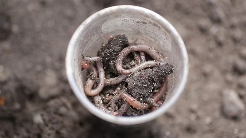 The boy is digging worms. Stock Footage 130140245