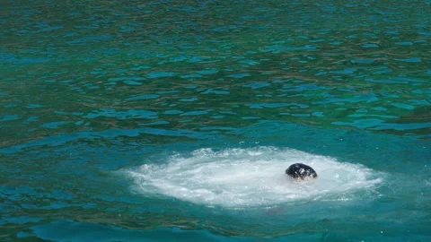 Boy diving into the water Stock Footage 205559863