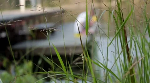 Boy On Dock Video stock 11633178