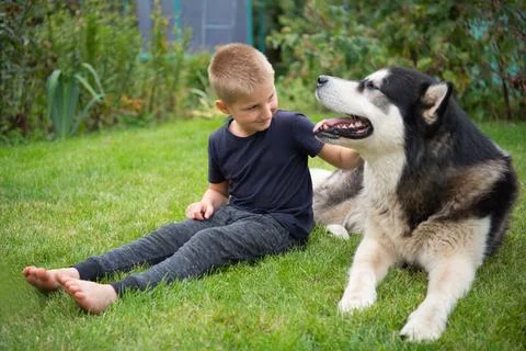 A boy with a dog Stock Photos