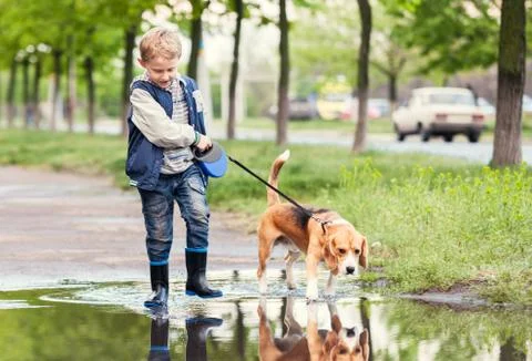 Boy with dog walks through the puddle Stock Photos