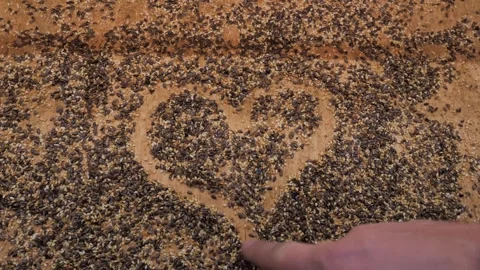 A boy draws a heart shape from seeds in a wooden display case a bakery Stock Footage 297648914