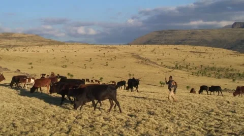 Boy drives cows with whip in front of him in afternoon sunlight Stock Footage 60455790