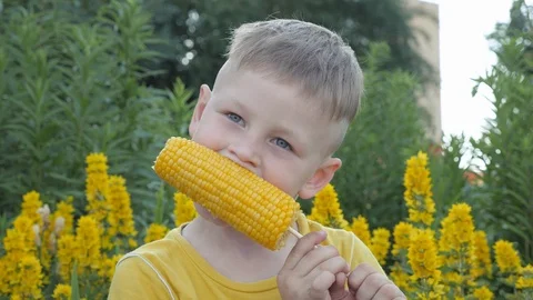 Boy is eating corn cobs. child in a yellow T-shirt on a background of yellow Stock Footage 91263347