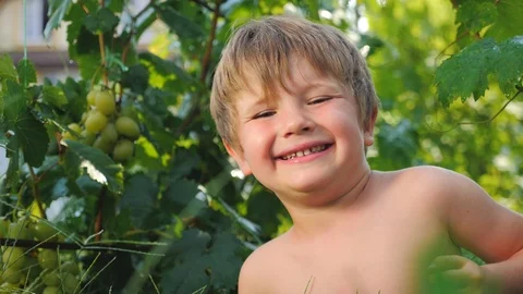 Boy eating grapes Stock Footage 96246162