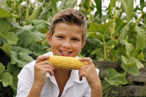 Boy eats corn in summer in nature and in autumn Stock Photos