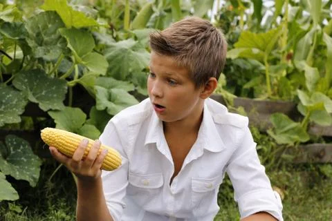 Boy emotions eats corn in summer outdoors Stock Photos