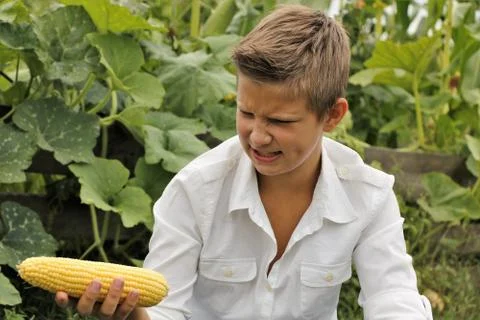 Boy emotions eats corn in summer outdoors Stock Photos