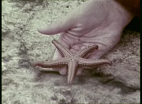 Boy Examines Starfish (1979) Stock Footage 158970832