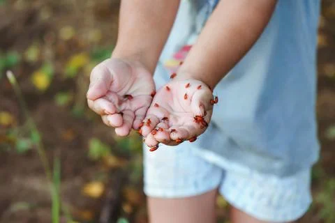 Boy explores nature with firebugs. Boy in summer enjoys and learns about insects Stock Photos