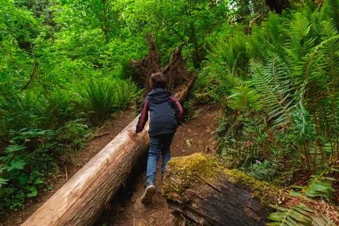 Boy Exploring Fallen Tree Trunk in Lacamas Park Stock Photos