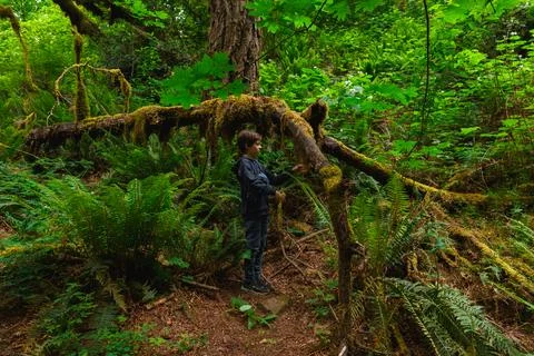 Boy Exploring Mossy Tree Branch in Lacamas Park Stock Photos