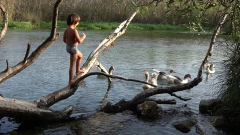 Boy on a fallen tree eats bread and feed hungry waterfowl Stock Footage 121793718