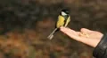Boy feeding a bird, Beautiful Great Tit, Parus Major in Nature, Forest HD Footage