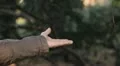 Boy feeding a bird, Beautiful Great Tit, Parus Major in Nature, Forest HD Footage