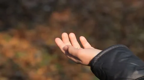 Boy feeding a bird, Beautiful Great Tit, Parus Major in Nature, Forest Stock-Footage 9605219