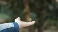 Boy feeding a bird, Beautiful Great Tit, Parus Major in Nature, Forest HD Footage