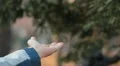Boy feeding a bird, Beautiful Great Tit, Parus Major in Nature, Forest HD Footage