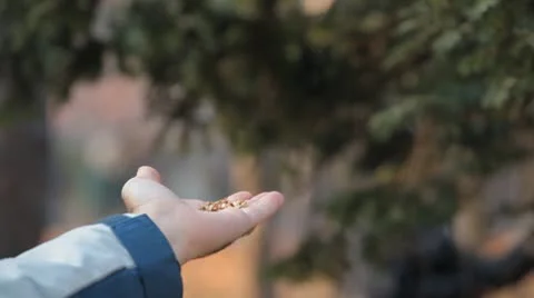 Boy feeding a bird, Beautiful Great Tit, Parus Major in Nature, Forest Stock Footage 9616671