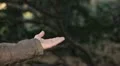 Boy feeding a bird, Beautiful Great Tit, Parus Major in Nature, Forest HD Footage