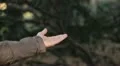 Boy feeding a bird, Beautiful Great Tit, Parus Major in Nature, Forest HD Footage