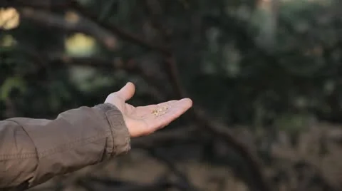 Boy feeding a bird, Beautiful Great Tit, Parus Major in Nature, Forest Stock Footage