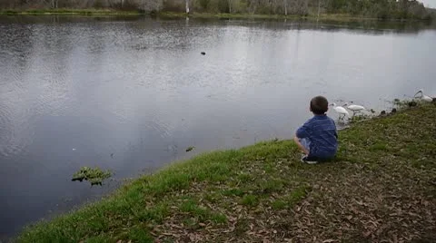 Boy feeding birds Stock Footage 10737240