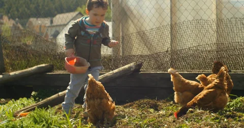 Boy feeding chickens Stock Footage 38844043