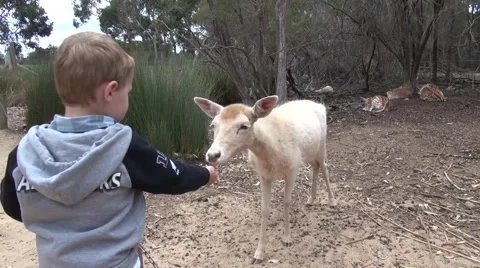 Boy feeding deer Stock Footage 46807251
