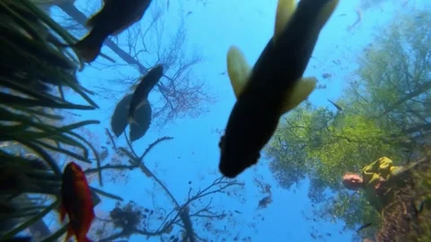 Boy feeding fish Stock-Footage 311115446