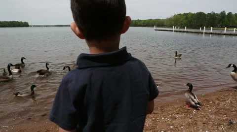 Boy feeding the geese Stock-Footage 22935174