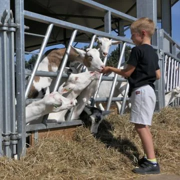 Boy feeding goats Stock Photos